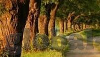 国产91麻豆视频-窥视与解读，虚拟世界中的镜像