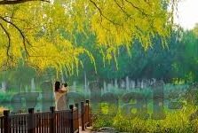 麻豆沈娜娜视频在线-探寻网络真伪，虚拟世界的形象与现实反思